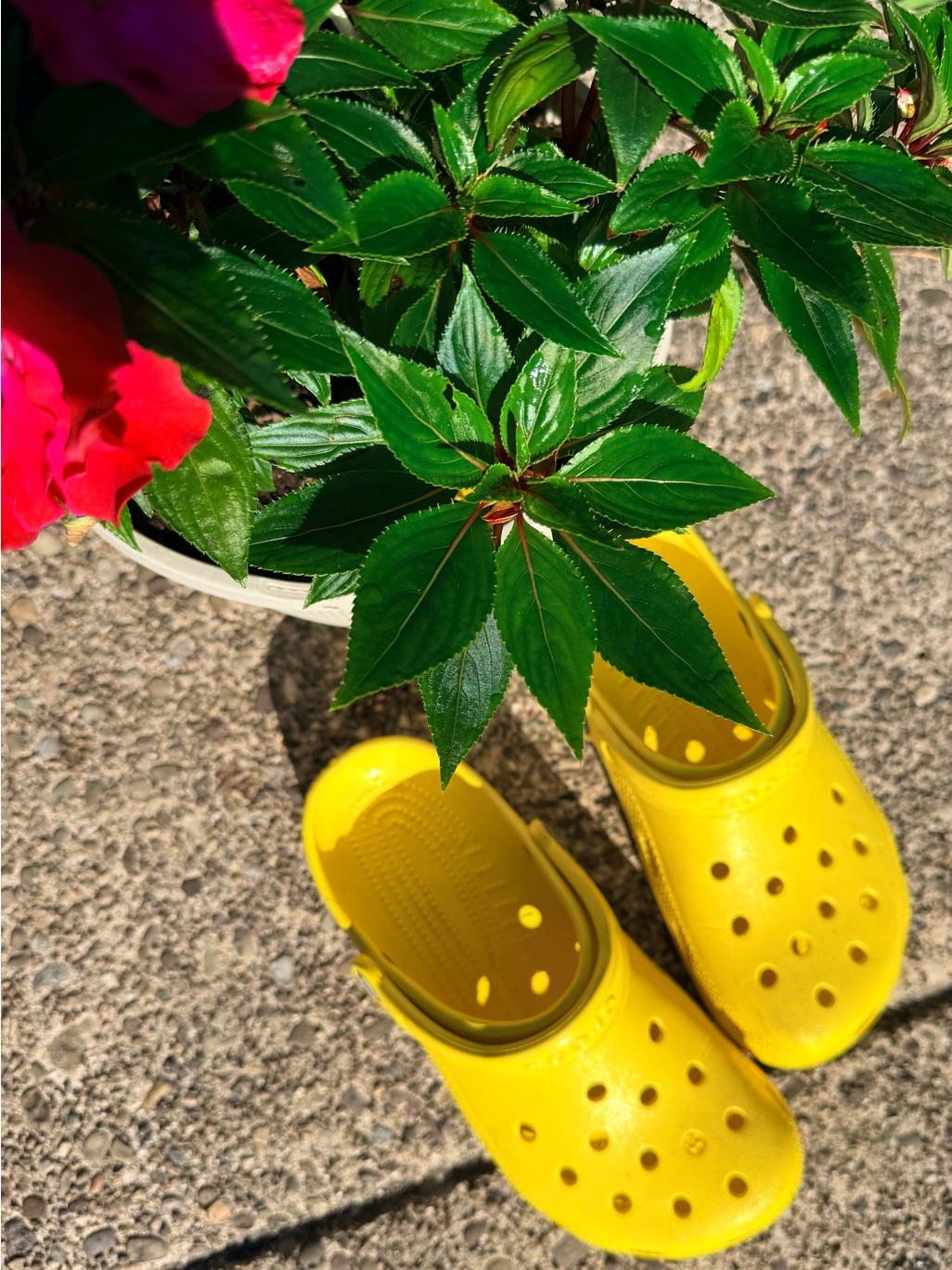 Yellow Big Bird Womenâs Classic Crocs